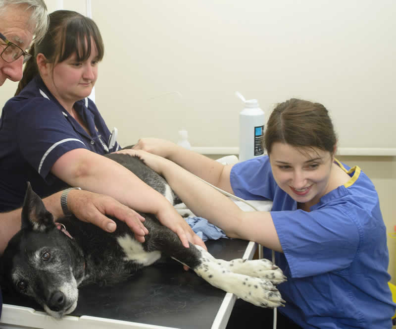 Ultrasound of dog at Montgomery vets Smeeth Ashford