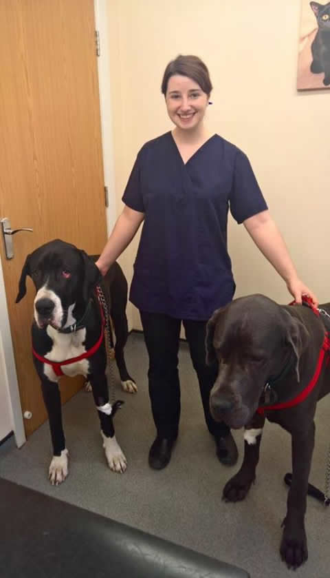 Great danes at Montgomery Vets