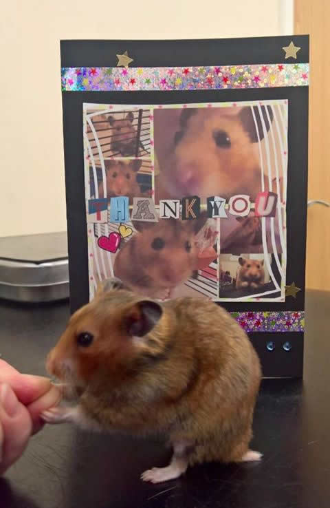 Hamster at Montgomery Vets