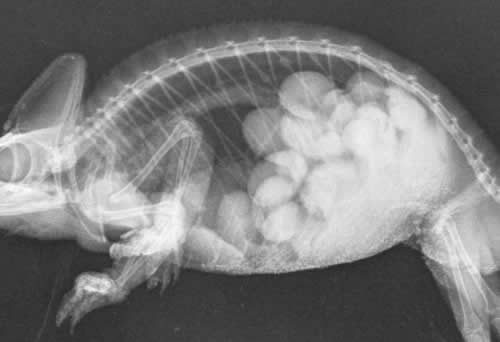 Chameleon x-ray eggs in belly at Montgomery Vets