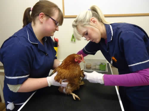 Nurses and chicken at Montgomery Vets