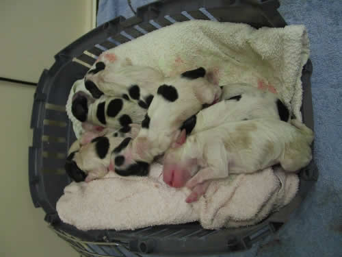 Puppies at Montgomery Vets