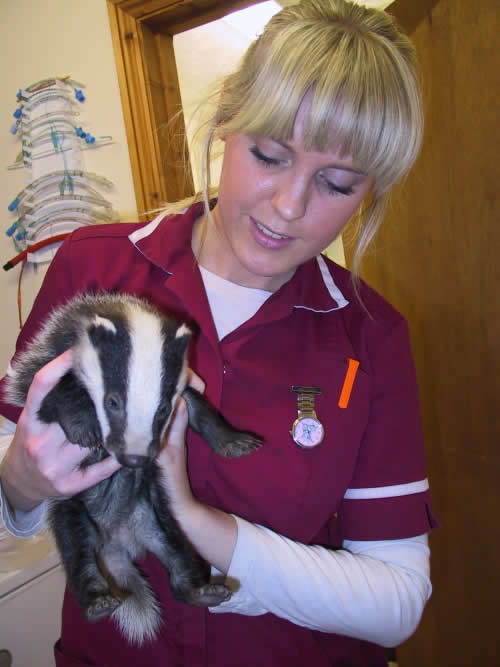 NUrse and badger at Montgomery Vets