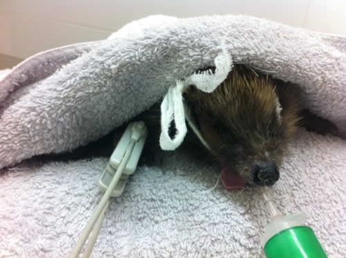 Hedgehog anaesthetised at Montgomery Vets