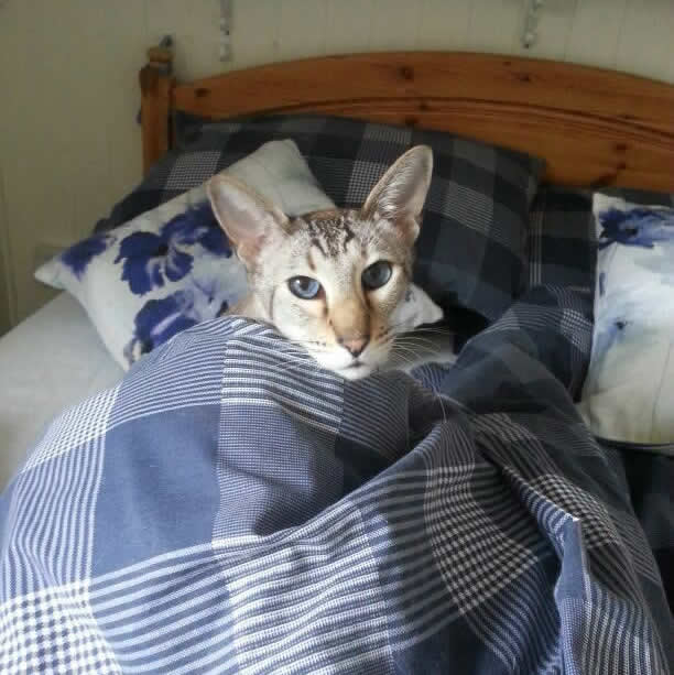Mowgli in bed