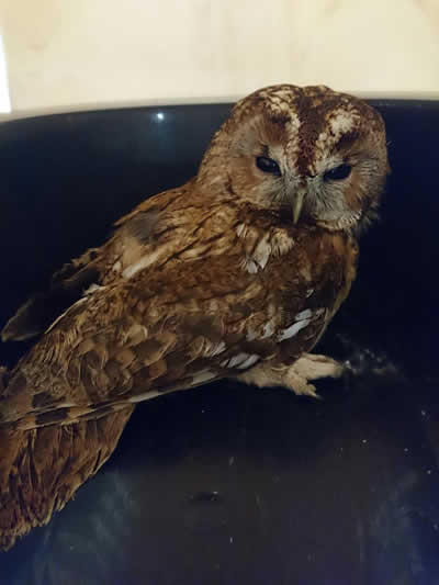owl at Montgomery Vets