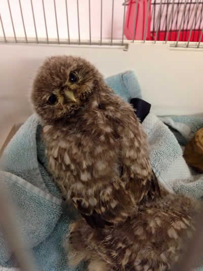 owl at Montgomery Vets