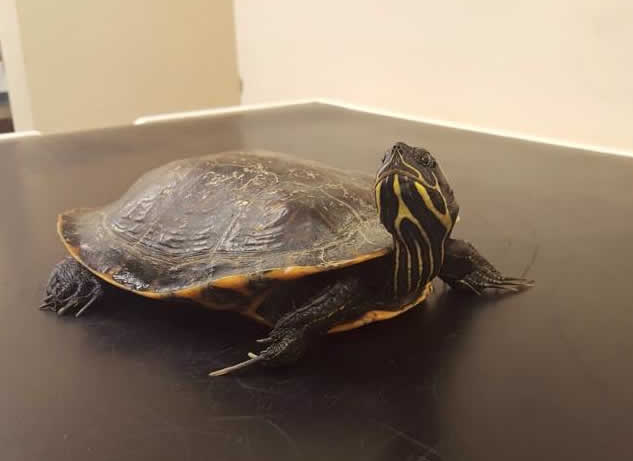 terrapin at Montgomery Vets