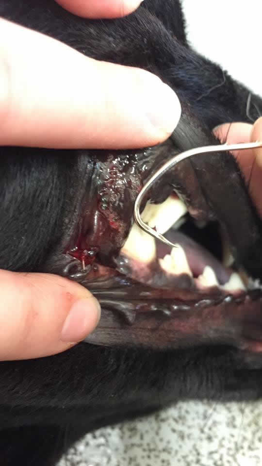 Fishhook in dog's mouth at Montgomery Vets