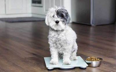 Does your pet need to shed some weight?